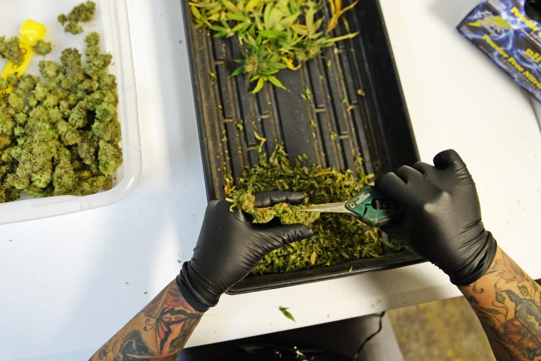 A woman trims marijuana at 3D Cannabis Center in Denver.