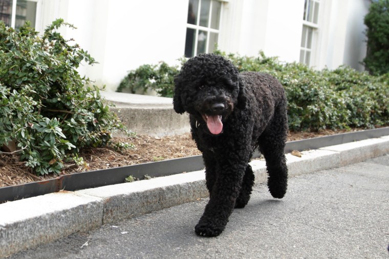 Presidential dog Sunny is seen outside the White House Press Room as she was brought out for a walk by her handler Sept. 9, 2013 at the White House in Washington, DC.