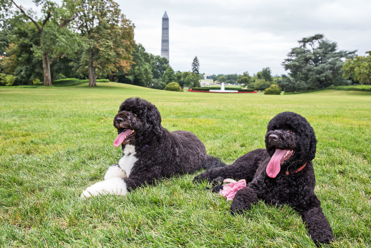 Bo (L) and Sunny, the Obama family dogs, on the South Lawn of the White House on August 19, 2013 in Washington, D.C.