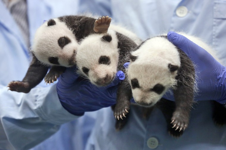One-month-old triplet panda cubs receive a body check at the Chimelong Safari Park in Guangzhou in south China's Guangdong province Thursday, Aug. 28, 2014.