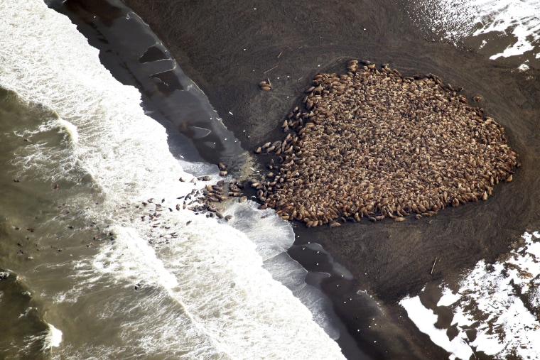 An estimated 35,000 walruses are pictured are pictured hauled out on a beach near the village of Point Lay, Alaska, 700 miles northwest of Anchorage, Sept., 2014.