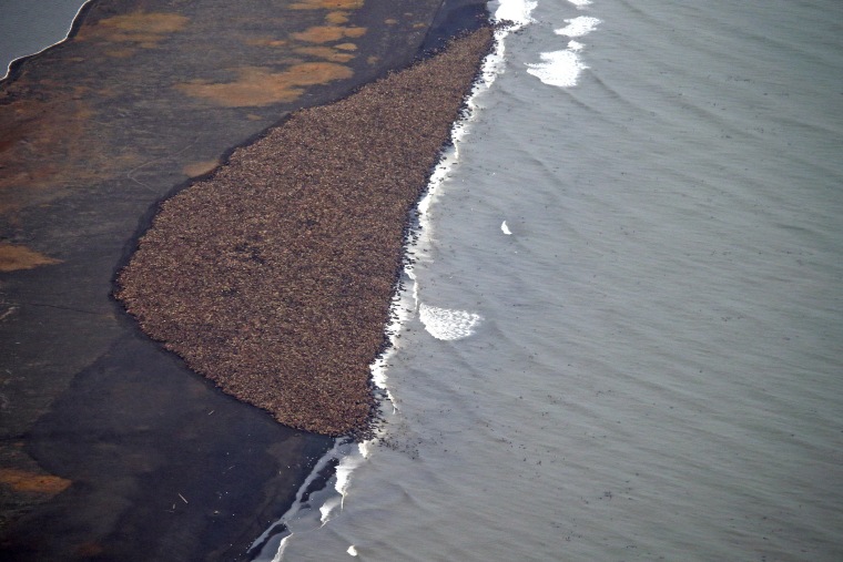 An estimated 35,000 walruses are pictured hauled out on a beach near the village of Point Lay, Alaska, 700 miles northwest of Anchorage.