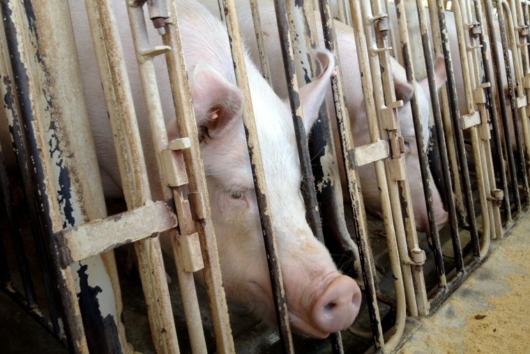 Pigs lined up in genstation crates.