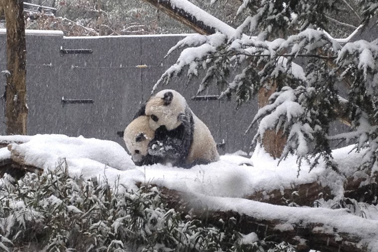 Sixteen-month-old Giant panda cub Bao Bao plays in the snow with her mother Mei Xiang at the Smithsonian's National Zoo as a winter storm hits Washington, D.C. on Jan. 6, 2015. (Photo by Devin Murphy/Smithsonian's National Zoo/Handout/Reuters)