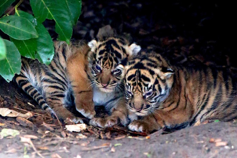Two of the three as yet unnamed Sumartran tiger cubs born at Chester Zoo to eight-year-old tigress Kirana on January 2 looks around it enclosure on Jan. 26, 2015. (Photo by Peter Byrne/PA Wire/AP)