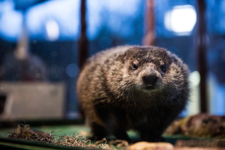 Staten Island Chuck, a groundhog who, according to tradition, looks for his shadow to predict whether or not the region will experience six more weeks of winter or the coming of spring on Feb. 2, 2015 in New York. (Photo by Andrew Burton/Getty)