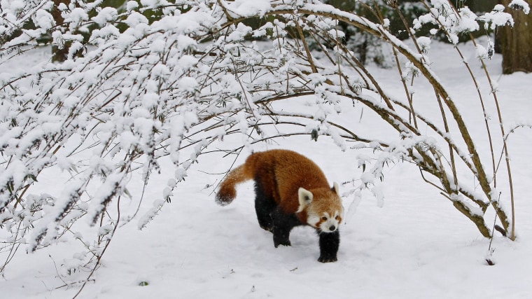 A Red Panda walks through it's snow covered enclosure at Chester Zoo in Chester, northern England, Jan. 13, 2010. (Photo by Phil Noble/Reuters)