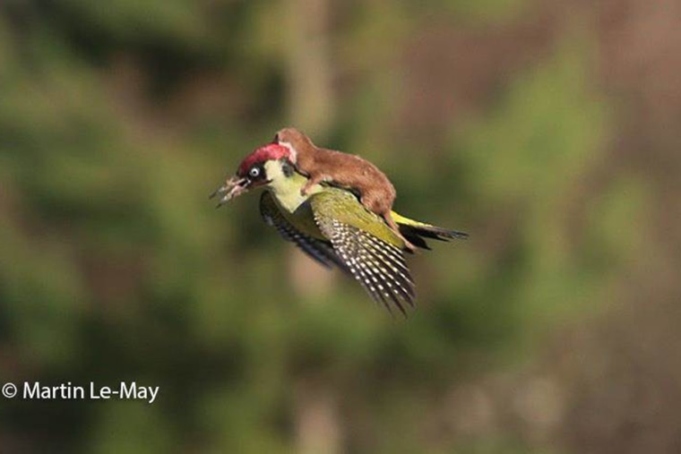 A weasel attacks a woodpecker in this photo captured by amateur British photographer Martin Le-May.