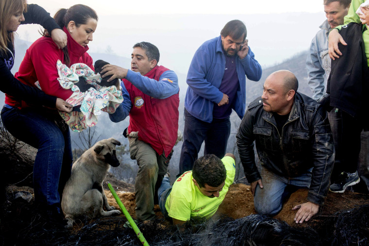 Volunteers rescue puppies during a forest fire in the hills of the port city of Valparaiso, Chile, March 14, 2015. Thousands of people were evacuated from around Valparaiso on Friday as a forest fire raged out of control. (Photo by Pablo Sanhueza/Reuters)