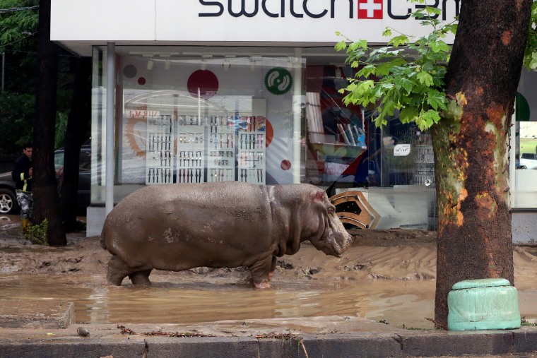 A hippopotamus walks along a flooded street in Tbilisi on June 14, 2015. (Photo by Beso Gulashvili/AFP/Getty)