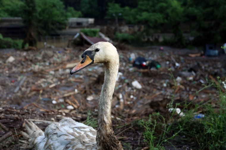 A wounded swan is seen at a flooded zoo area in Tbilisi, Georgia on June 14, 2015. (Photo by Beso Gulashvili/AP)