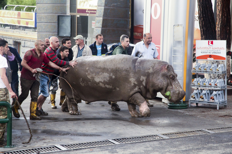 People help a hippopotamus escape from a flooded zoo in Tbilisi, Georgia on June 14, 2015. (Photo by Tinatin Kiguradze/AP)