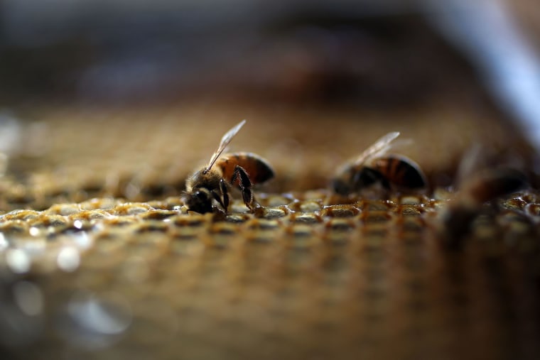 Honeybees are seen at the J & P Apiary and Gentzel's Bees, Honey and Pollination Company on May 19, 2015 in Homestead, Fla. (Photo by Joe Raedle/Getty)