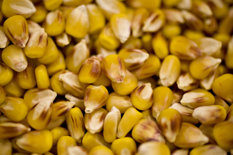Genetically-modified seed corn. (Photo by Daniel Acker/Bloomberg/Getty)