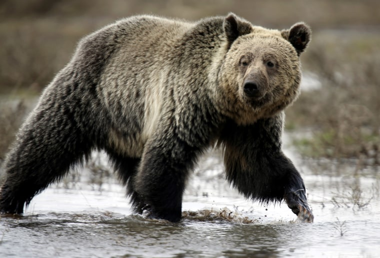 A grizzly bear roams through the Hayden Valley in Yellowstone National Park in Wyoming, May 18, 2014. (Photo by Jim Urquhart/Reuters)