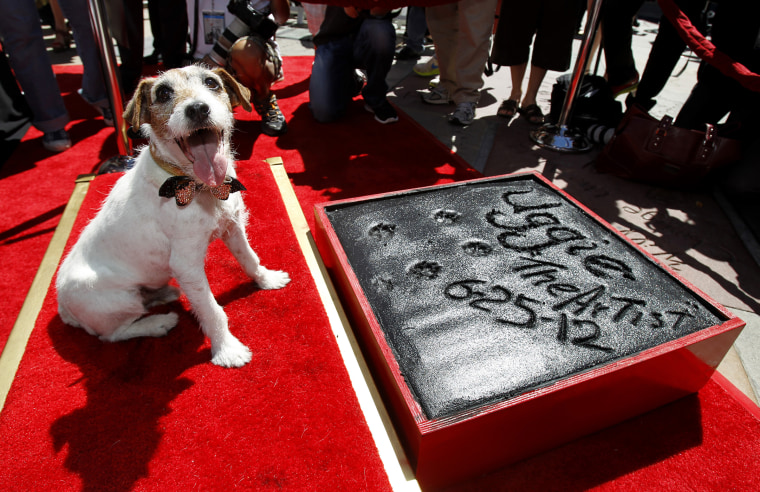 The dog Uggie, featured in the film \"The Artist\", is pictured after leaving his paw prints in cement in the forecourt of the Grauman's Chinese theatre in Hollywood, Calif., June 25, 2012. (Photo by Mario Anzuon/Reuters)