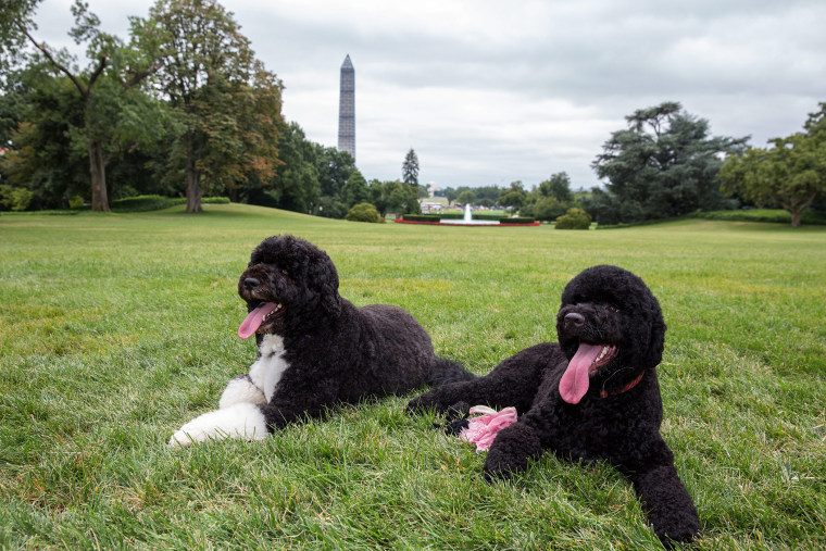 A handout image released by the White House shows Bo (L) with new friend Sunny (R) the Obama family dogs, on the South Lawn of the White House in Washington, D.C., on Aug. 19, 2013. (Photo by Pete Souza/The White House/Handout/EPA)