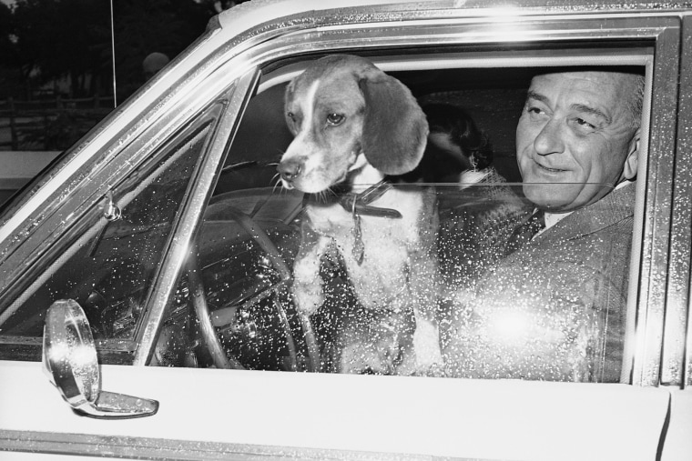 President Lyndon Johnson lets his beagle Him peer from open window as the president toured the Johnson City area, Nov. 2, 1965. (Photo by AP)