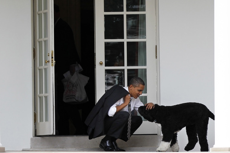 In this March 15, 2012 file photo, President Barack Obama pets the family dog Bo, a Portuguese water dog, outside the Oval Office of the White House in Washington, D.C. (Photo by Pablo Martinez Monsivais/AP)