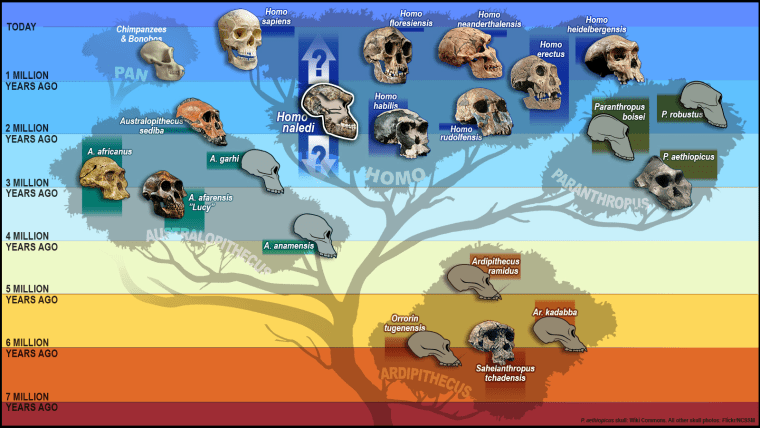 Tree of humankind with skulls representing the different species, including the newest addition \"Homo Naledi\" added to the \"Homo\" branch of the tree.