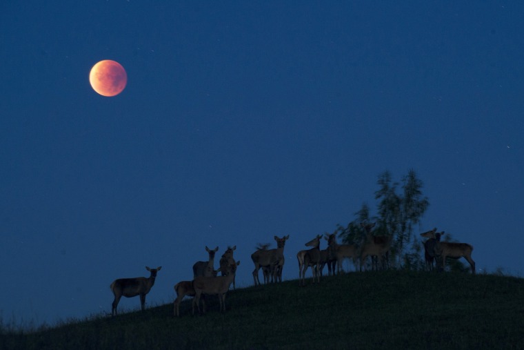 Reindeer are seen silhouetted against the \"blood moon\" during a lunar eclipse near the village of Yavterishki, some 250 kilometers north from Minsk on Sept. 28, 2015. (Photo by Sergei Gapon/Getty)