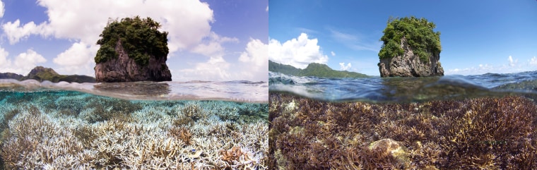 (L)&nbsp;This photo provided by the XL Catlin Seaview Survey, taken in February 2015, shows coral after bleaching in American Samoa, when the XL Catlin Seaview Survey responded to a NOAA coral bleaching alert.&nbsp;(R)&nbsp;This photo provided by the XL Catlin Seaview Survey, taken in December 2014, shows coral before bleaching in American Samoa.