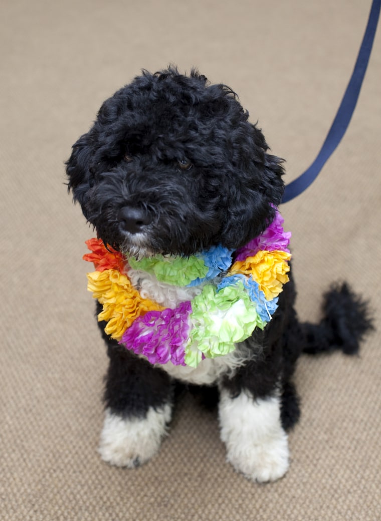 In this handout image released by the White House on April 12, 2009, the Obama's new dog, Bo, a six-month old Portuguese water dog sits in the White House in Washington, D.C.