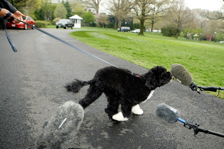 President Barack Obama's new dog, a Portuguese water dog named Bo, sniffs a microphone during his introduction to the White House press corps on the South Lawn of the White House April 14, 2009 in Washington, D.C. (Photo by Chip Somodevilla/Getty)