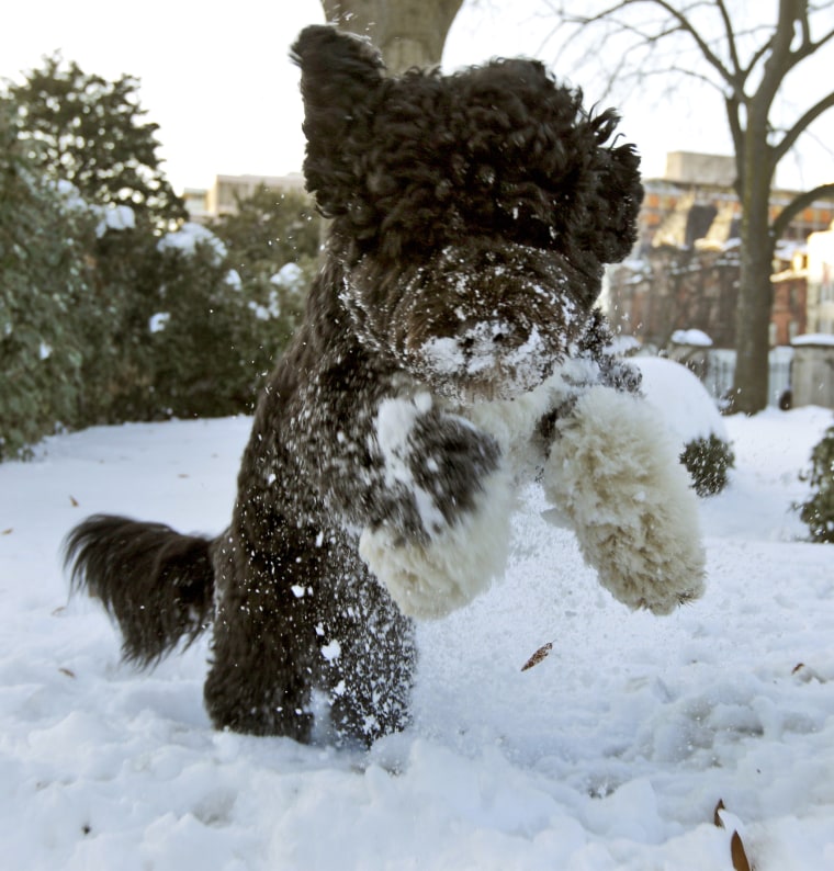 President Obama's family dog, Bo, leaps on the grounds of the White House in Washington, D.C., Dec. 20, 2009. (Photo by Alex Brandon/AP)