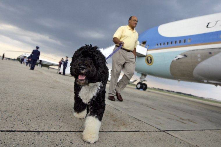 In this photo taken Sunday Aug. 30, 2009, Bo Obama walks away from Air Force One on his way back to the White House from Andrews Air Force Base, Md., after a vacation on Martha's Vineyard with the first family. (Photo by Alex Brandon/AP)