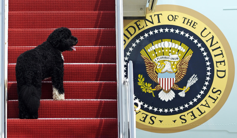 This Aug. 4, 2010 file photo shows presidential pet Bo climbing the stairs of Air Force One at Andrews Air Force Base, Md. for a flight to Chicago with President Barack Obama. (Photo by Cliff Owen/AP)