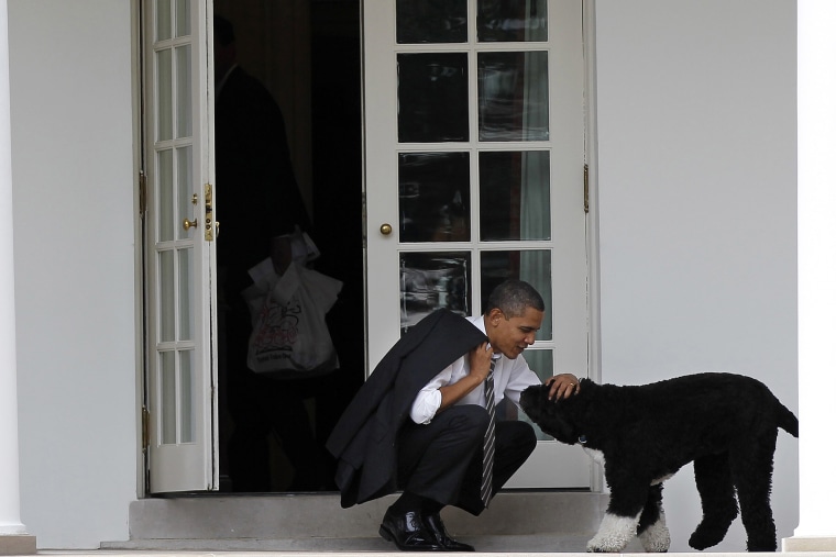 In this March 15, 2012 file photo, President Barack Obama pets the family dog Bo, a Portuguese water dog, outside the Oval Office of the White House in Washington, D.C. (Photo by Pablo Martinez Monsivais/AP)