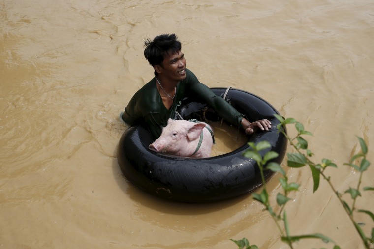 A man holds a pig on a float to cross a flooded road amidst a strong current in Sta Rosa, Nueva Ecija in northern Philippines on Oct. 19, 2015, after it was hit by Typhoon Koppu. (Photo by Erik de Castro/Reuters)