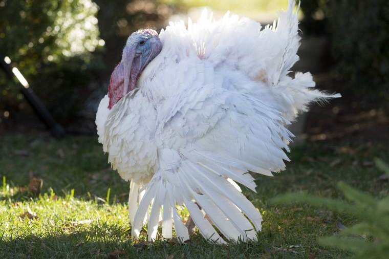 The National Thanksgiving Turkey walks in the Rose Garden before being pardoned by President Barack Obama in a ceremony at the White House in Washington, DC, November 25, 2015.