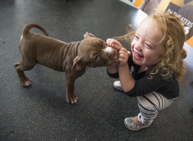 Ruby Cooney, age 3, greets a puppy at ASPCA Adoption Center on Oct. 29, 2015 in New York City. (Photo by Jenny Anderson/WireImage/Getty)