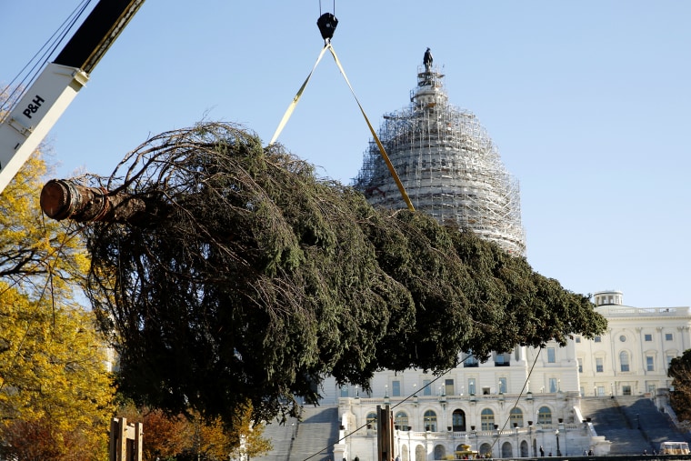 The U.S. Capitol Christmas Tree, a 74-foot Lutz spruce taken from the Chugach National Forest in Alaska is lifted onto the west lawn of the U.S. Capitol in Washington, Nov. 20, 2015. (Photo by Kevin Lamarque/Reuters)