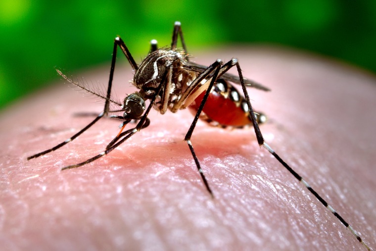 This 2006 photo made available by the Centers for Disease Control and Prevention shows a female Aedes aegypti mosquito. (Photo by James Gathany/Centers for Disease Control and Prevention/AP)
