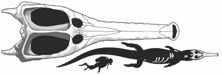 Reconstruction of M. rex body based on preserved elements.
