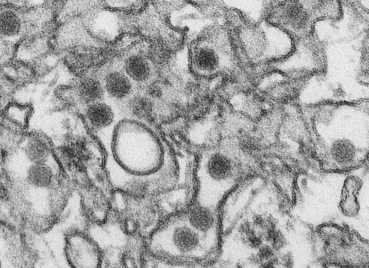 A transmission electron micrograph (TEM) shows the Zika virus, in an undated photo provided by the Centers For Disease Control in Atlanta, Ga. (Photo by Cynthia Goldsmith/CDC/Reuters)
