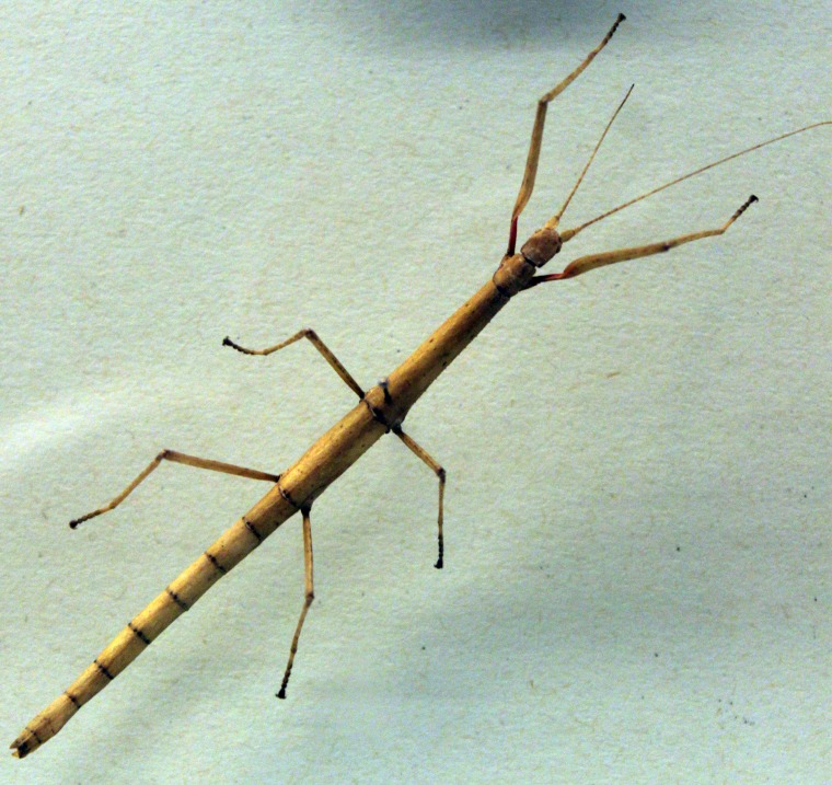 Indian Stick Insect (carausius morosus), Museum of Natural History Berlin