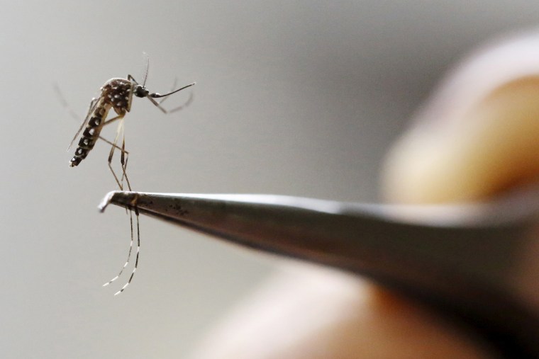 An Aedes Aegypti mosquito is seen in a lab of the International Training and Medical Research Training Center (CIDEIM) in Cali, Colombia, Feb. 2, 2016. (Photo by Jaime Saldarriaga/Reuters)