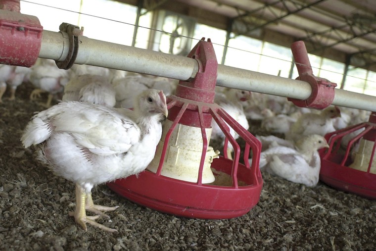 In this file photo taken June 19, 2003, chickens gather around a feeder in a poultry house near Farmington, Ark. (Photo by April L Brown/AP)