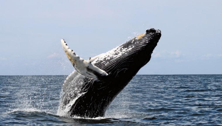 Whale, breaching, Stellwagen Bank National Marine Sanctuary, August 20, 2007.