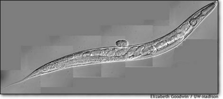 The nematode, also known by its scientific name Caernorhabditis elegans, is a favorite subject for the study of reproduction. The lowly worm measures less than the thickness of a human hair.