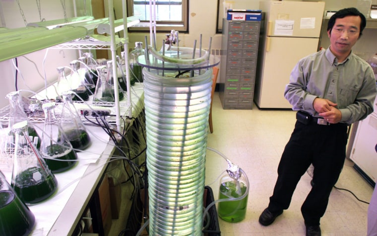 Image: University of Minnesota professor Roger Ruan stands near a algae propagator