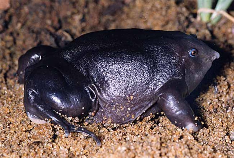 Image: The purple frog feeds on termites underground