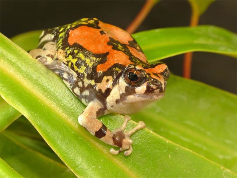 Image: The Malagasy rainbow frog lives in Madagascar