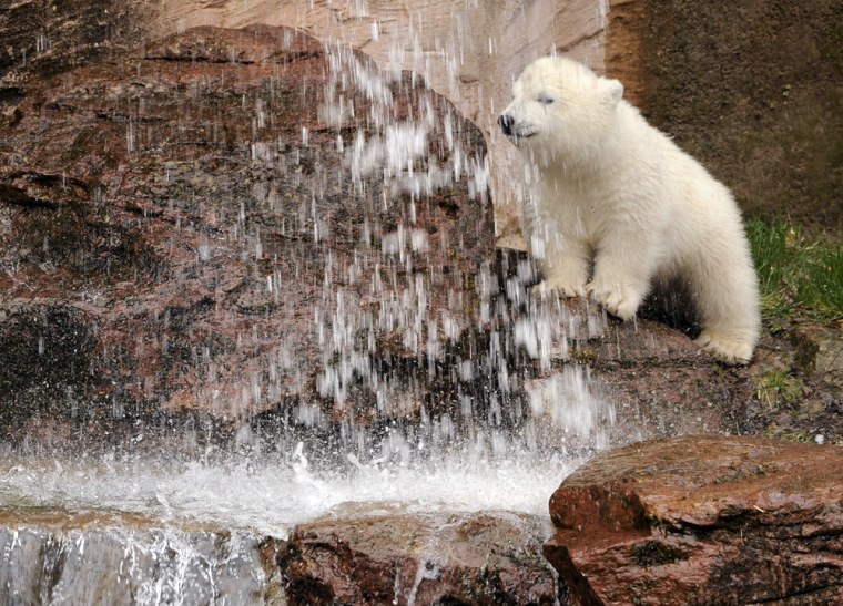 Image: Polar bear cub Flocke.