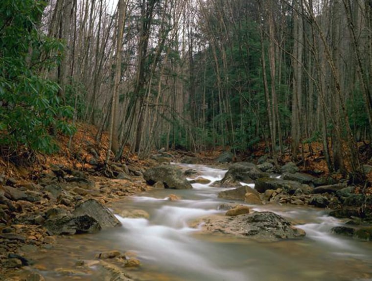 Image: Creek in West Virginia, Monongahela National Forest