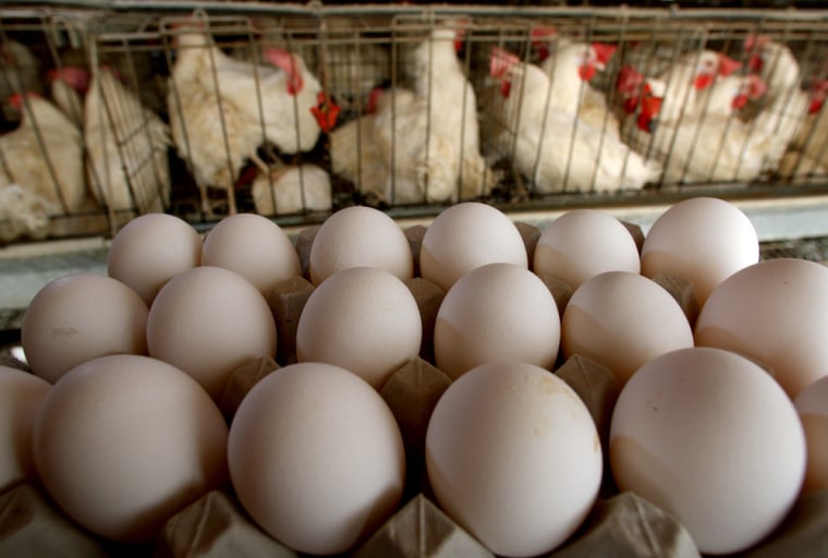 Image:  Freshly-laid eggs are collected for delivery
